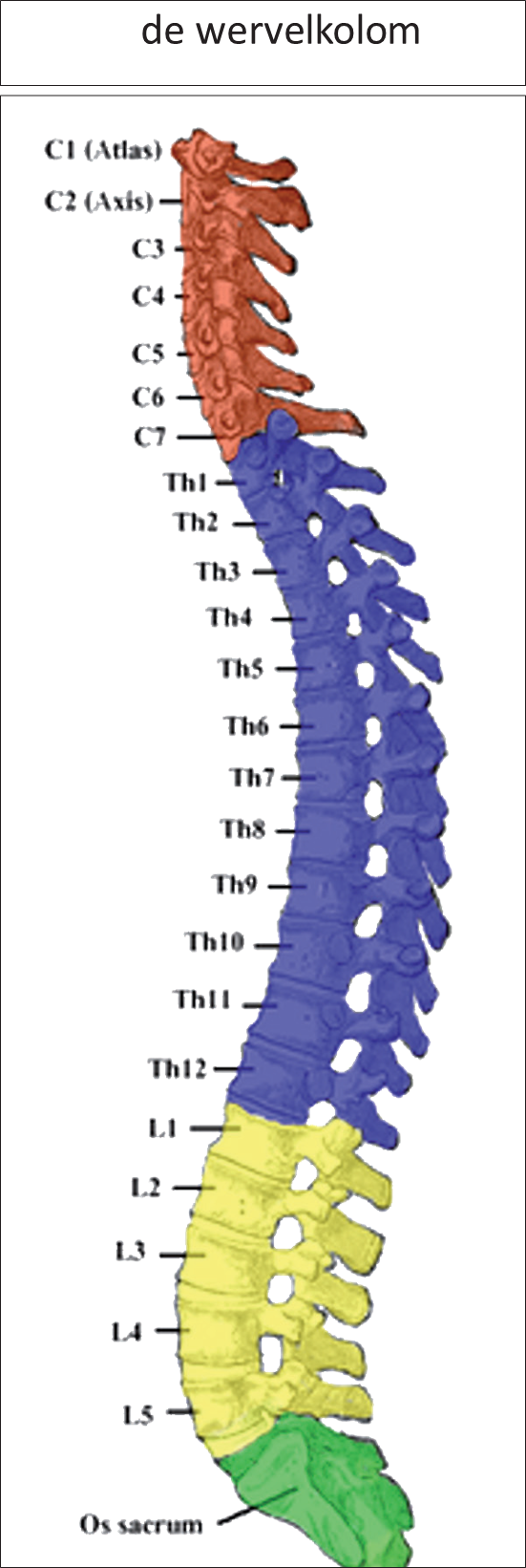 wervelkolom
