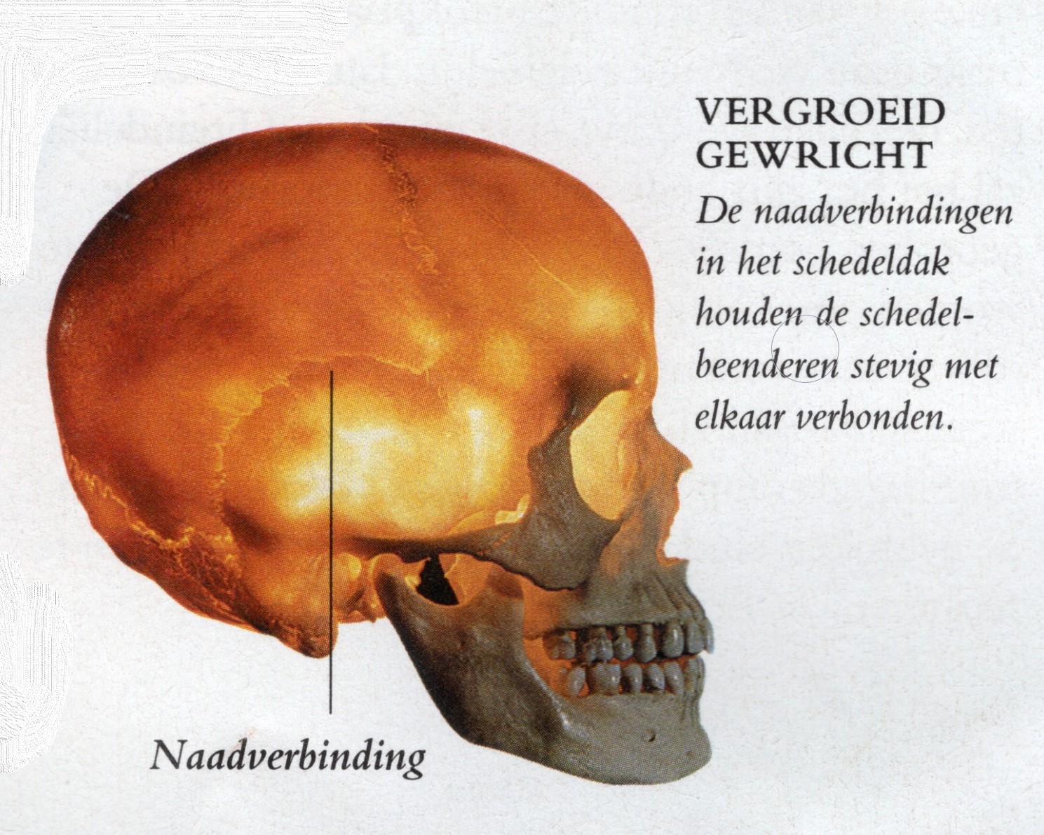 schedel