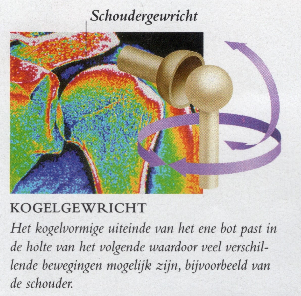 schouder