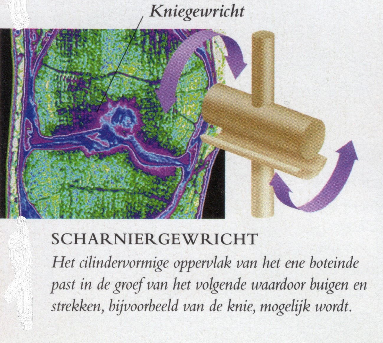 knie