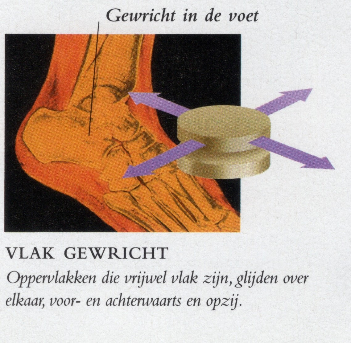 voet